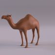 CamelPr_0008.jpg Animales del desierto del Sáhara