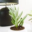 P1030823.jpg Mini Succulent Planter Bonsai Style