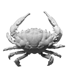 Capture d’écran 2018-09-13 à 17.27.48.png Télécharger fichier OBJ gratuit Crabe de récif de récif foncé • Modèle imprimable en 3D, ThreeDScans