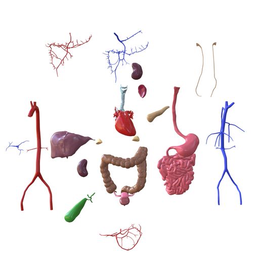 01.jpg INTESTINAL ANATOMY STOMACH ESOPHAGUS INTESTINE SMALL LIVER LUNG LARGE HEART THROAT PANCREAS BLOOD VESSEL