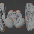 12.png 3D Model of Brain with Cerebellum and Brain Stem