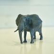 Front-view-of-3D-print.jpeg Elephant