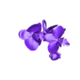 rosseyy.stl Orquídea Pink Phalaenopsis Orchid FLOWER Kasituny Orchid 3D MODEL butterfly Orquídea rosada ROSSE CHARMANDER BULBASAUR