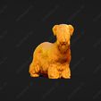 3376-Cesky_Terrier_Pose_03.jpg Cesky Terrier Dog 3D Print Model Pose 03