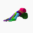 2.png SKELETON OF THE RIGHT FOOT 3D SEGMENTED - 28 PARTS