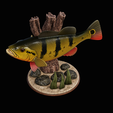 peacock-bass-trophy-natural-2-2-11.png Peacock bass (Cichla ocellaris) fish trophy in motion sculpture 2 underwater detailed texture for 3d printing