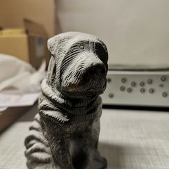 IMG_20231108_171523.jpg sharpei dog
