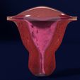 file.jpg Uterus cut open bisected labelled detail