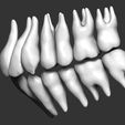 human-teeth-3d-model-obj-stl-2.jpg Human teeth