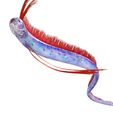 E.jpg DOWNLOAD Hairtail DOWNLOAD FISH DINOSAUR DINOSAUR Hairtail FISH 3D MODEL ANIMATED - BLENDER - 3DS MAX - CINEMA 4D - FBX - MAYA - UNITY - UNREAL - OBJ -  Hairtail FISH DINOSAUR