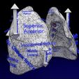 lung-pulmonary-segment-anatomy-3d-model-blend-6.jpg Lung Pulmonary segment anatomy 3D model