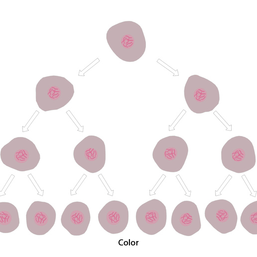 The_Cell_Division_Color_1.png The Cell Division