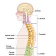Spinal cord Vertebra Conus medullaris Cauda equina Disc Cervical Lumbar STL file Spine・3D printer model to download