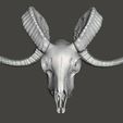 ram-skull.jpg Ram skull, head, cranium