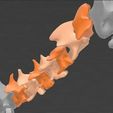 1.jpg Dog skeleton - Cervical vertebrae - Cervical vertebrae