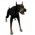 000.jpg DOG DOG DOWNLOAD Dóberman 3d model Animated for Blender - fbx - unity - maya - unreal - c4d - 3ds max - 3D printing DOBERMAN DOG DOG PET CANINE POLICE WOLF DOG