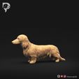 Dachshund-Miniature-Long-Haired-Pose-01-Dog-3D-Print-8s.jpeg Dachshund Miniature Long Haired Pose 01