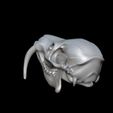 bandicam-2026-02-08-13-51-25-269.jpg CHINESE WATER DEER SKULL