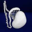 file-17.jpg testis with covering layers 3D model