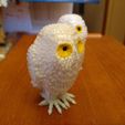 IMG_20230116_110514.jpg Small Snowy Owl