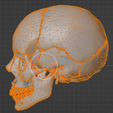 28.png 3D Model of Skull Bones