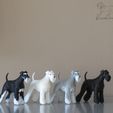 SailorTheMiniSchnauzerDemoPrints2.jpg Sailor - Miniature Schnauzer
