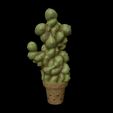 Cactus1.jpg Cactus Harry Potter 3d digital download 3D print model 3D print model