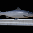 Salmon-statue-10.png Atlantic salmon / salmo salar / losos obecný fish statue detailed texture for 3d printing