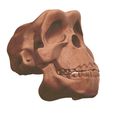 6.jpg Human Evolution: exclusive pack of 5 skulls
