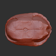 2.png Chinesische Streifenhalsschildkröte Schildkrötenpanzer