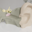Ear-7.png Outer, middle and inner ear , FOR HUMAN ANATOMY STUDY