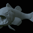 Bass-mouth-2-statue-4-41.png fish Largemouth Bass / Micropterus salmoides in motion open mouth statue detailed texture for 3d printing