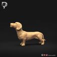 Dachshund-Miniature-Wire-Haired-Pose-02-Dog-3D-Print-8s.jpeg Dachshund Miniatura Pelo de Alambre Pose 02