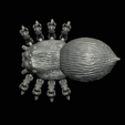 flexi-spider-12.png flexi spider / portia / print in place / 3Dprint
