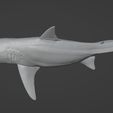 Carcharodon3D_03.jpg White shark (Carcharodon carcharias)
