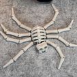 IMG_6817.jpg Flexi Esqueleto Araña V1