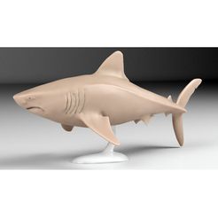 meg-copy.jpg Megalodon shark, scientifically accurate.