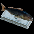 Dentex-mouth-statue-30.png fish Common dentex / dentex dentex open mouth statue detailed texture for 3d printing