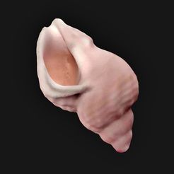 EaseUS_2023_09_-7_14_49_54.jpg STL file Shell, conch・3D printer model to download