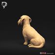 Dachshund-Wire-Haired-Pose-04-Dog-3D-Print-6s.jpeg Teckel à poil dur Pose 04