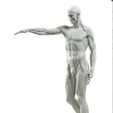 il_794xN.4204862477_8crd.jpg human body grassetti ecorche stl model for 3d print