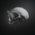0007.png Articulated Troll Skull - Sciptemus Brutus - Halloween