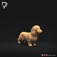 Dachshund-Miniature-Long-Haired-Pose-01-Dog-3D-Print-1s.jpeg Dachshund Miniature Long Haired Pose 01