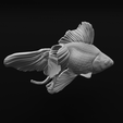 33.png Ryukin Fancy Goldfish - Realistic Fish Pet