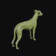vinegar_dog_0007.jpg Vinegar Dog