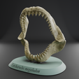 Megalodon-jaw-2.png Megalodon jaw 3D print model