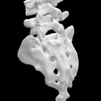 Screen-Shot-2023-02-03-at-3.18.07-PM.png Entire Human Spine Cervical to Lumbar Plus Sacrum Anatomical Model