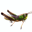 rty.png DOWNLOAD Grasshopper 3D MODEL - ANIMATED - INSECT Raptor Linheraptor MICRO BEE FLYING - POKÉMON - DRAGON - Grasshopper - OBJ - FBX - 3D PRINTING - 3D PROJECT - GAME READY-3DSMAX-C4D-MAYA-BLENDER-UNITY-UNREAL - DINOSAUR -