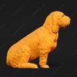 1038-Basset_Griffon_Vendeen_Petit_Pose_04.jpg Basset Griffon Vendeen Petit Dog 3D Print Model Pose 04