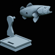 Bass-trophy-52.png Largemouth Bass / Micropterus salmoides fish in motion trophy statue detailed texture for 3d printing